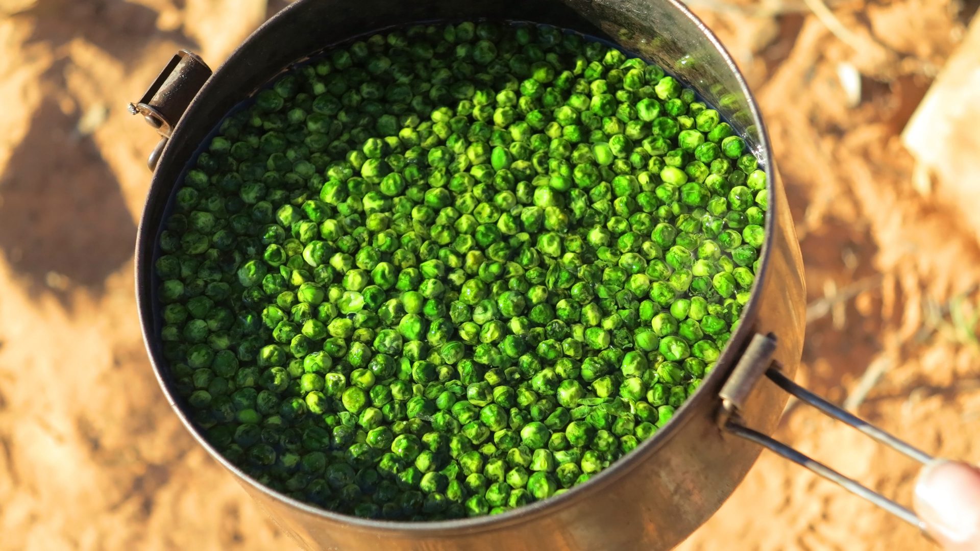 Cooking peas for dinner in the Simpson Desert.