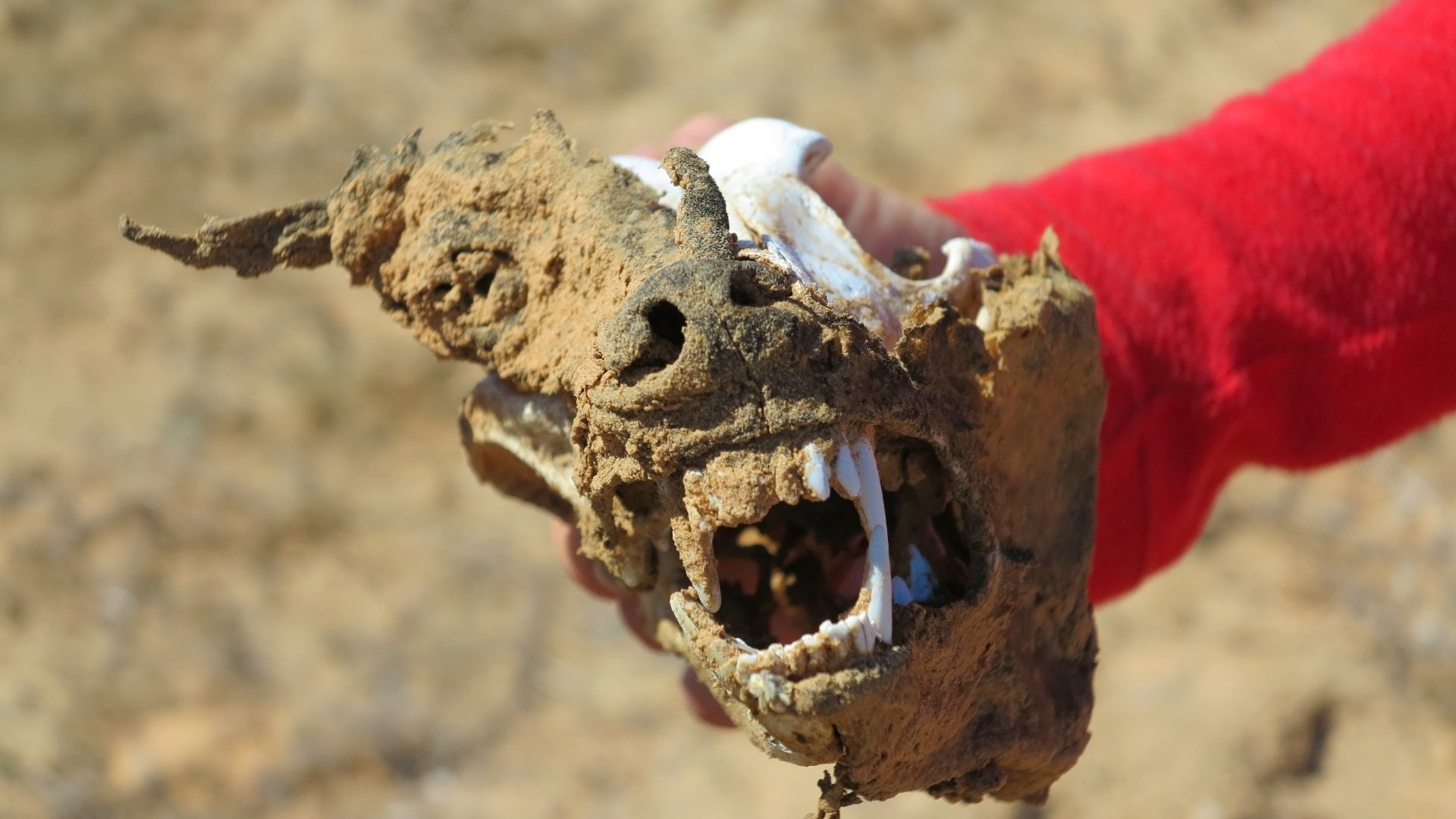 Skull in the Simpson Desert.