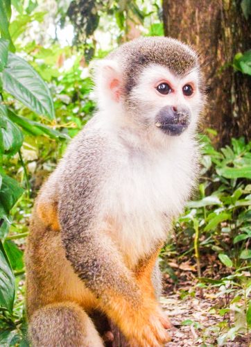 A monkey found in the Amazon