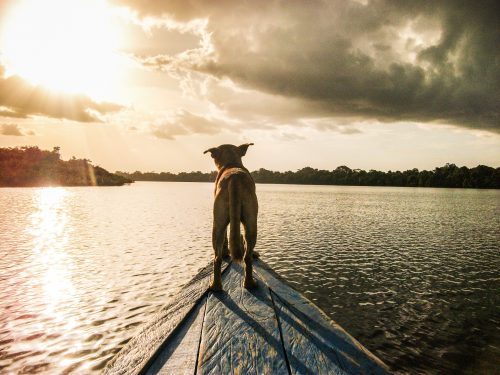 A dog perches on the end of a river boat in the Amazon jungle.