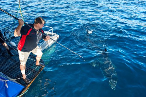 Andrew Fox tagging a shark during a cage-diving expedition