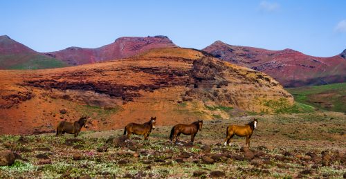 Horses of the Marquesas Islands, seen during island visits aboard Aranui cargo cruise ship