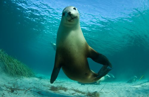 An Australian sea lion looks at the camera.