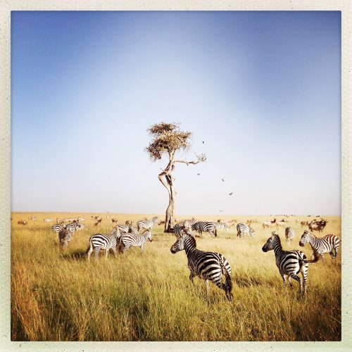 A herd of zebras in Masai Mara, in Kenya. Masai Mara is a reserve covering an area of 1,510 square km and featuring breathtaking vistas, abundant wildlife, and endless plains.