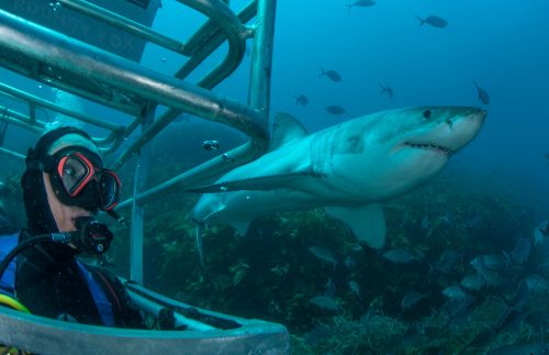 A shark swims by the shark tank during a Rodney Fox Expedition cage-diving