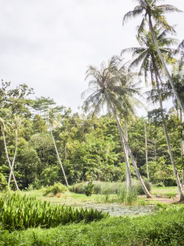 The lush green rainforest setting of Pulau Ubin, an island off eastern Singapore and the city-state's last 'kampung' or village: Solo travel feature