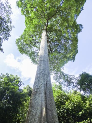 Towering trees in Pulau Ubin, an island off eastern Singapore and the city-state's last 'kampung' or village: solo travel feature