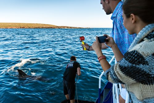 Shark Viewing during a cage-diving Rodney Fox Expedition