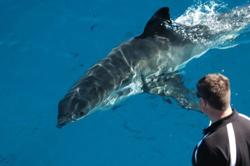 Andrew Fox alongside a topside shark during a cage-diving expedition