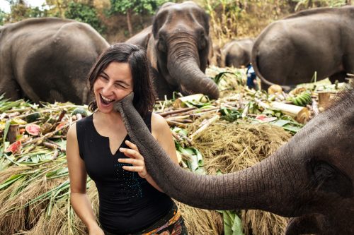 Elephant trekking alternatives: elephant-feeding experiences
