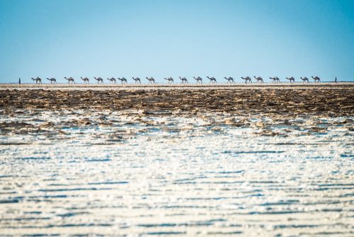 Camel handlers walk their camels across the salt plains of the Danakil Depression in Ethiopia.