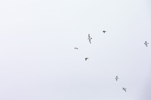 Birds fly against a cloudy sky in Antarctica.