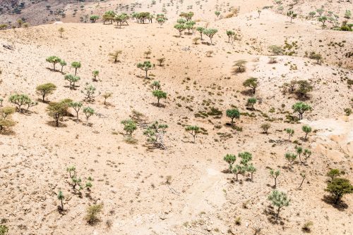 Green trees break up the vasts arid plains in the area surrounding the Danakil Depression in Ethiopia.