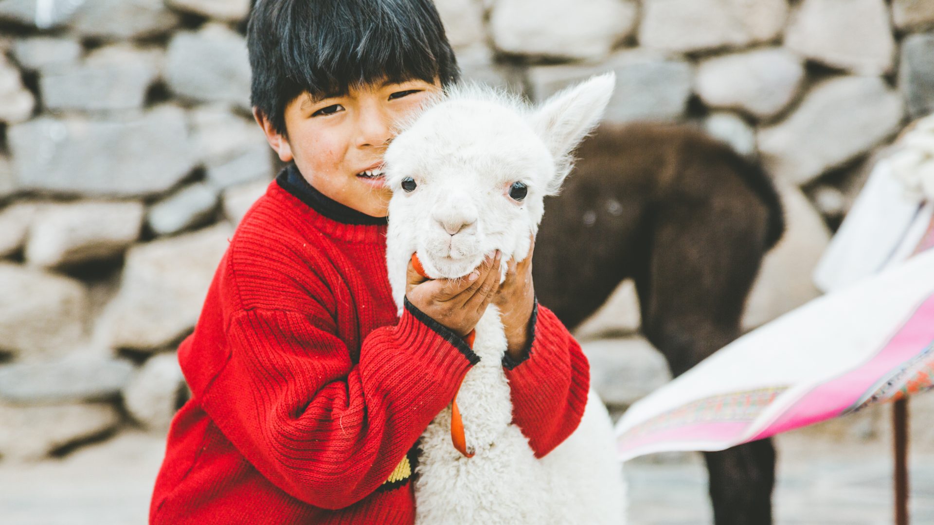 A young Peruvian boy hugging an Alpaca