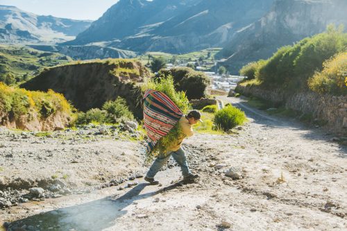 A local carries grasses in a colorful basket on their back in the Colca Canyon in Peru