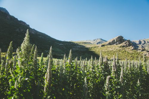 Quinoa flowers front the backdrop of green mountains in the Colca Canyon in Peru