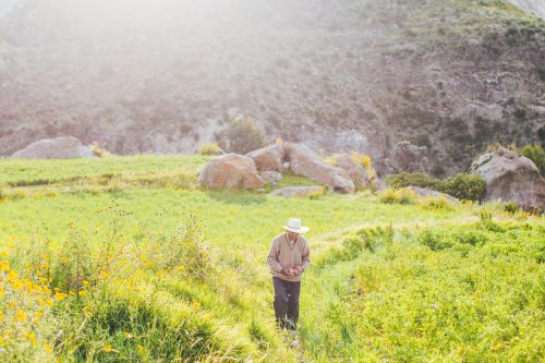 Señor Pedro in his fields picking potatoes for dinner in a green field