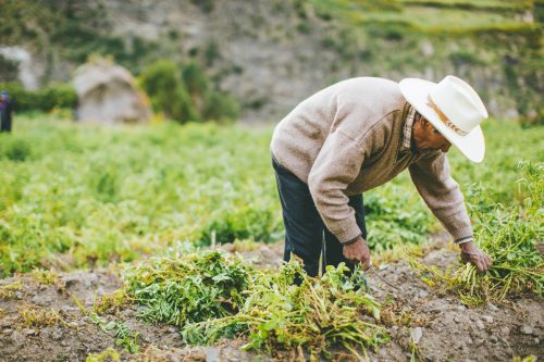 Senor Pedro bending over in a green field, tending to his crops