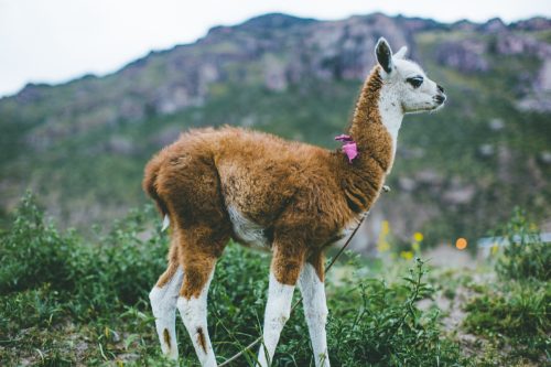 This baby alpaca was on the periphery of the fields as well as other livestock and dot the landscape. These animals, endemic to Peru make the landscape look try to country.