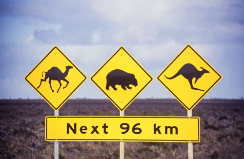 A sign in outback Australia tells drivers to be on the look-out for camels, wombats and kangaroos.