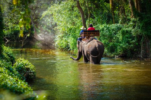 Traveler riding on elephants Trekking in Thailand