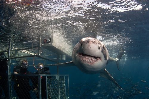 A shark swims by the shark tank during a Rodney Fox cage diving expedition.