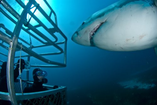 Ocean floor shark cage diving with Rodney Fox Expeditions, Australia.