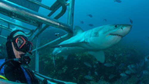 Ocean floor shark cage diving with Rodney Fox Expeditions, Australia.