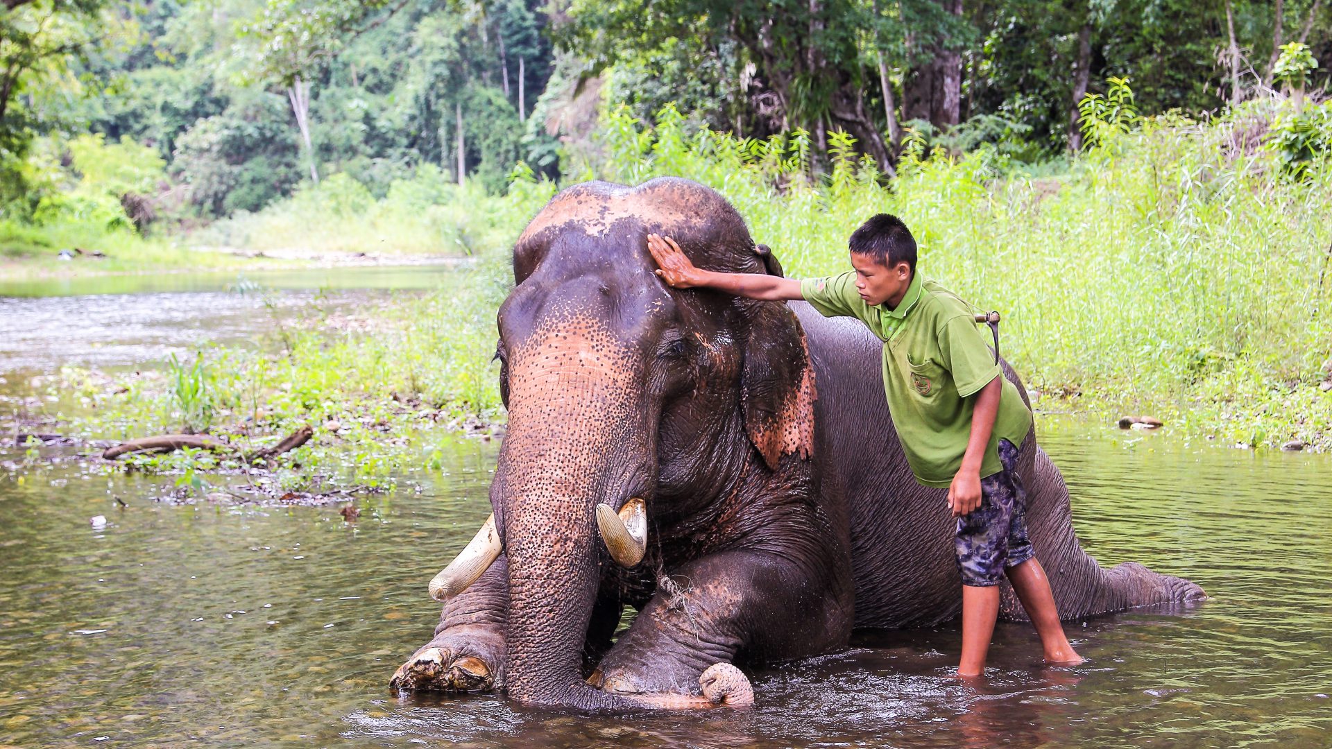 Mahout young boy and elephant in the forest