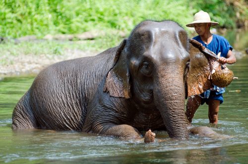 A mahout bathes his elephant in a river