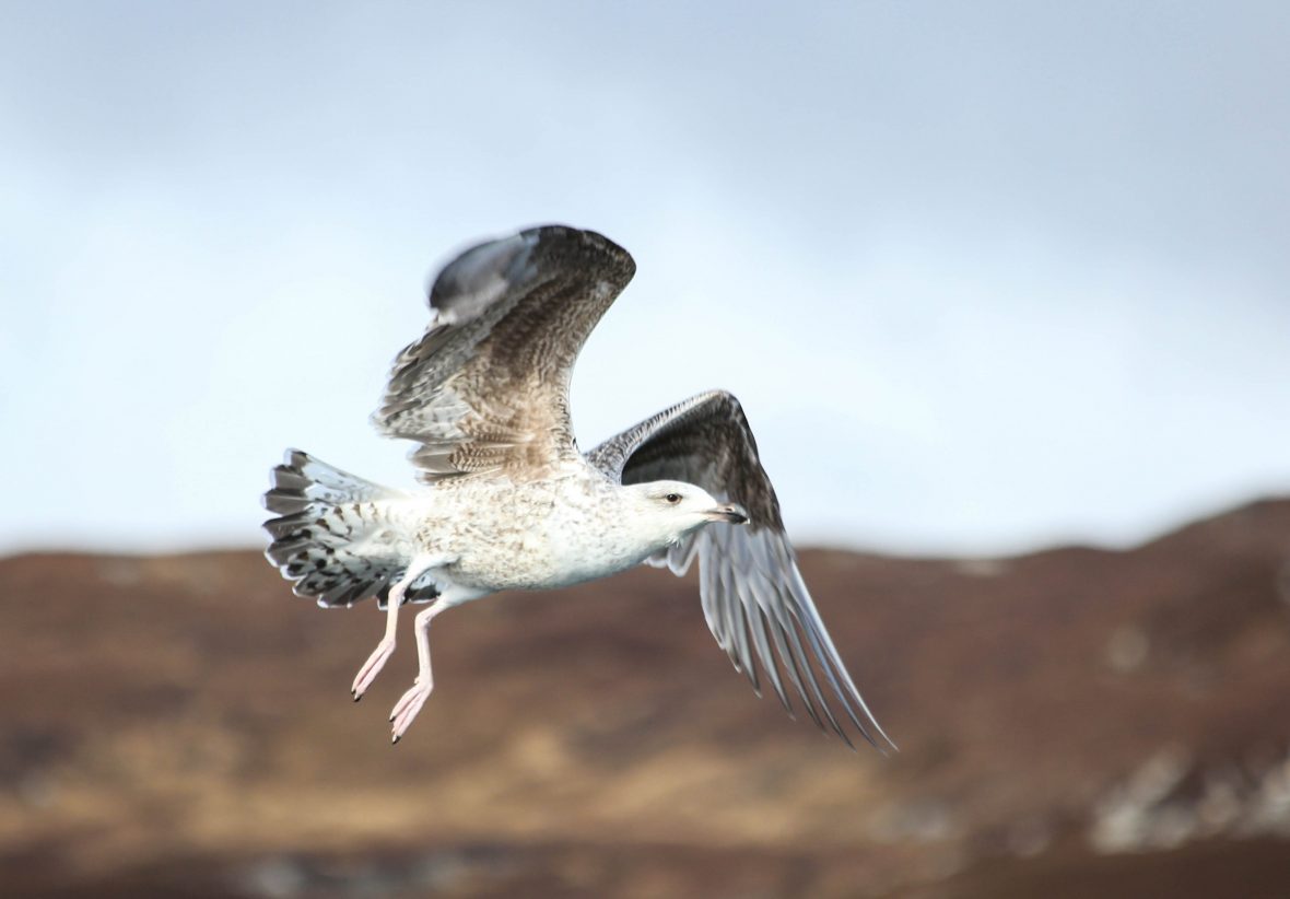 Snorkeling in Scotland: A sea eagle soars overhead.