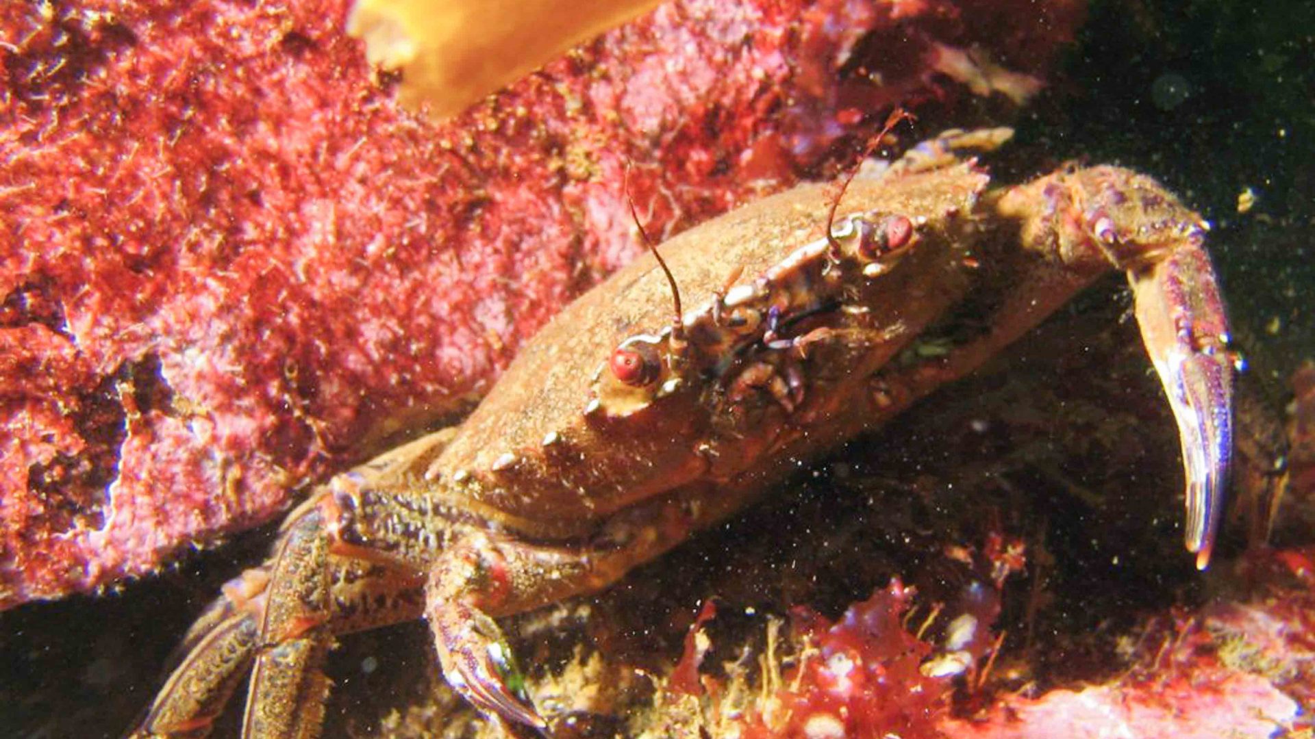 Snorkeling in Scotland; A crab peers out from a rock under the water in Scotland.