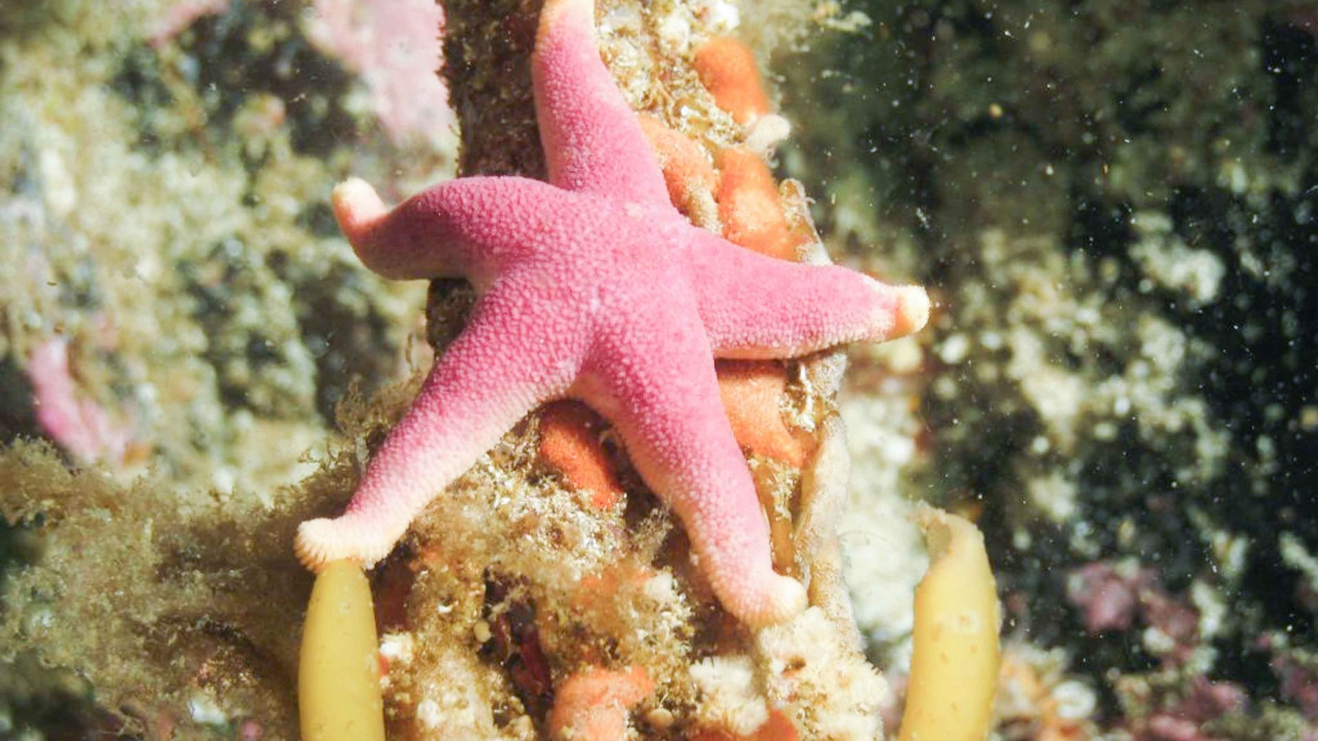 Snorkeling in Scotland; A starfish under the waters in Scotland.