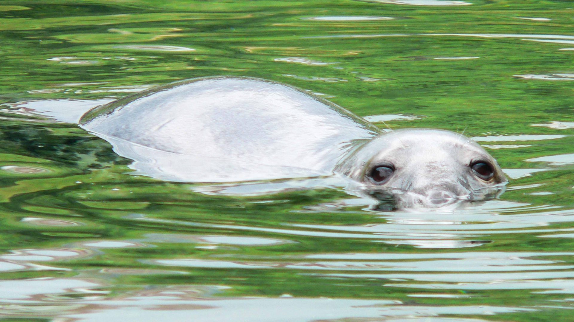 A seal pokes its head from the water - just part of the wonderful wildlife you'll likely come across while coasteering in Wales.
