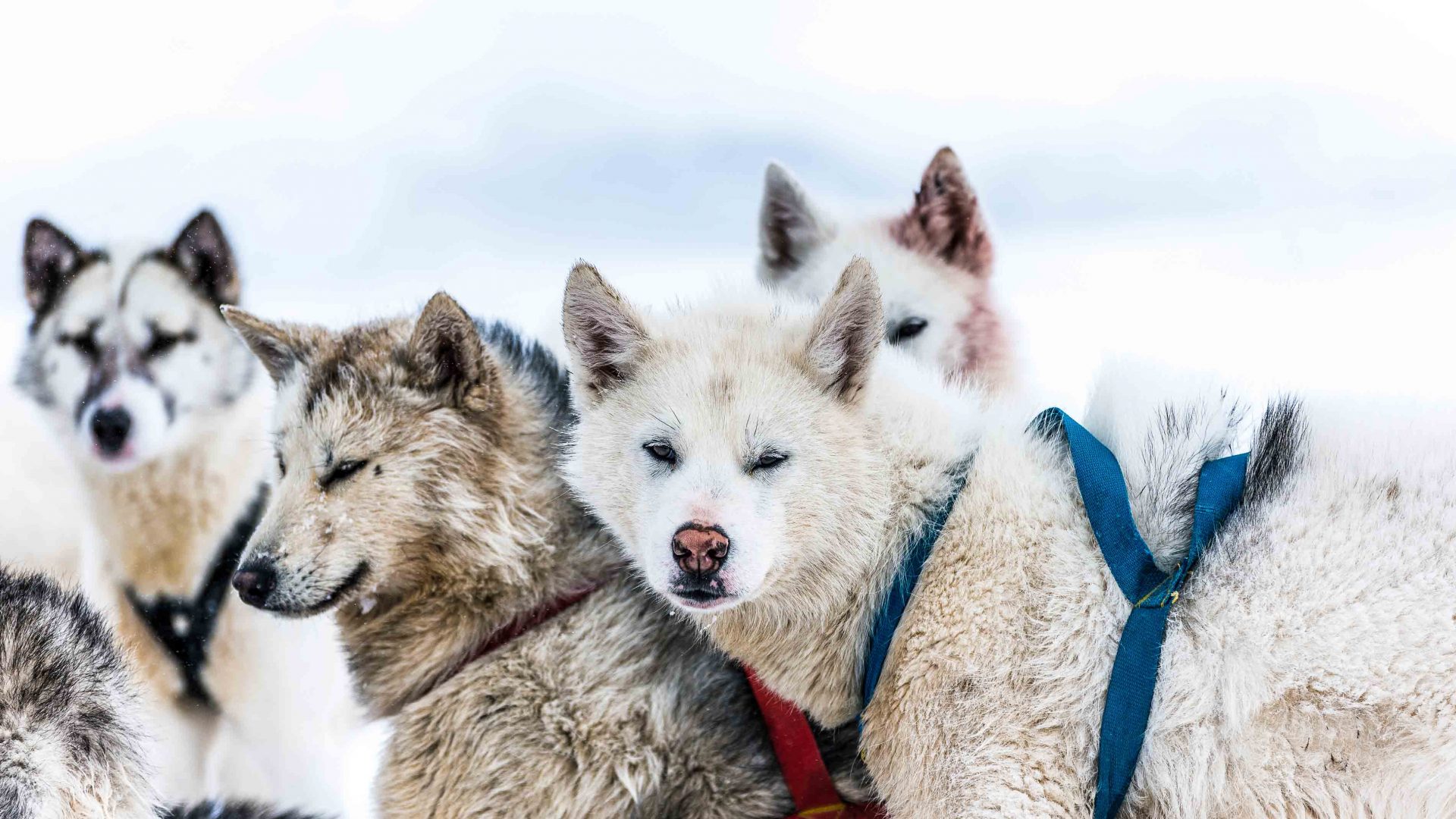 These husky-like sled dogs have been used in Greenland for over 4,000 years.
