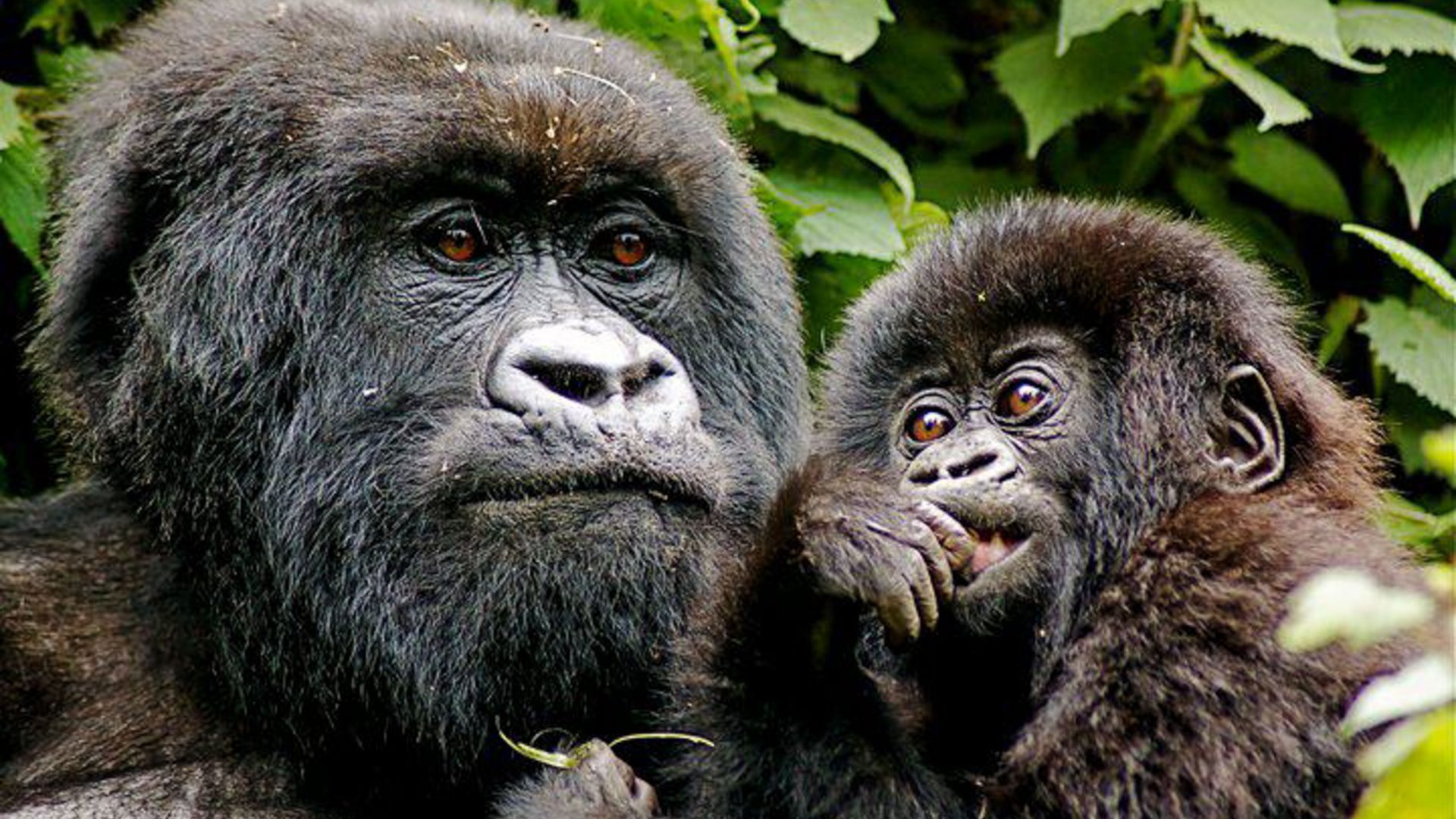 Adventures 2018: Gorillas are the highlight of this tour through Rwanda and Uganda.