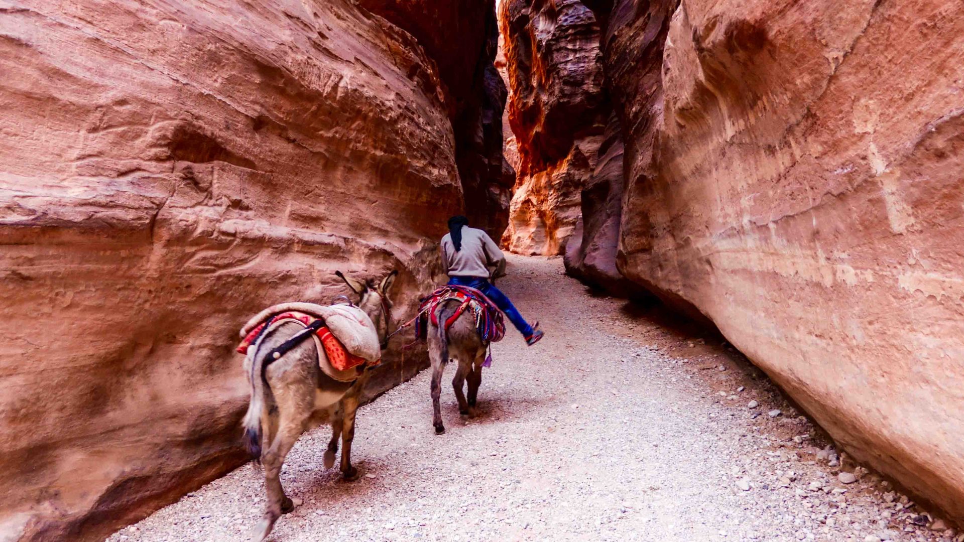 A donkey is lead through the crevice in the rock at Petra in Jordan.
