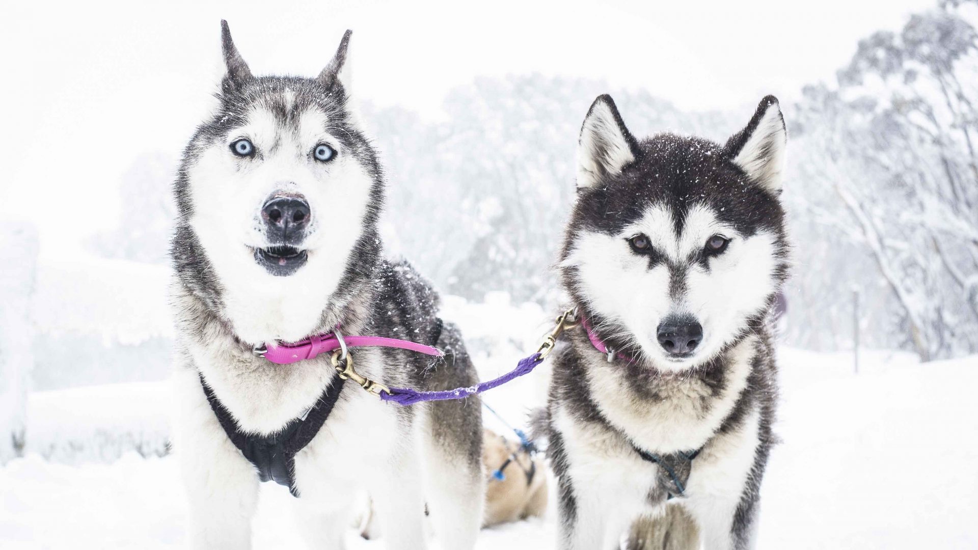 Forget the Arctic, how about husky sledding in Australia?