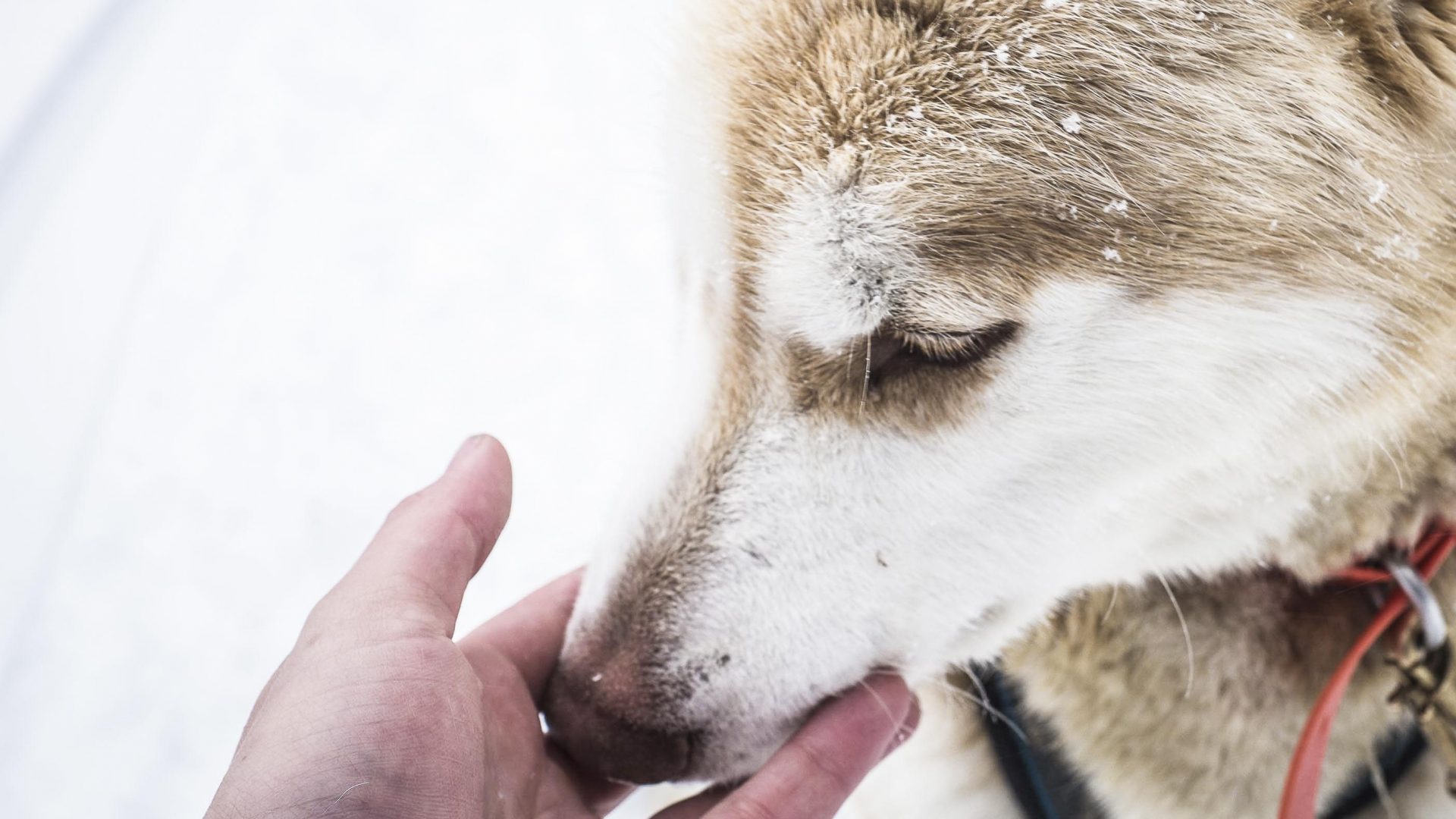 They may be hard working dogs, but huskies are soft at heart.