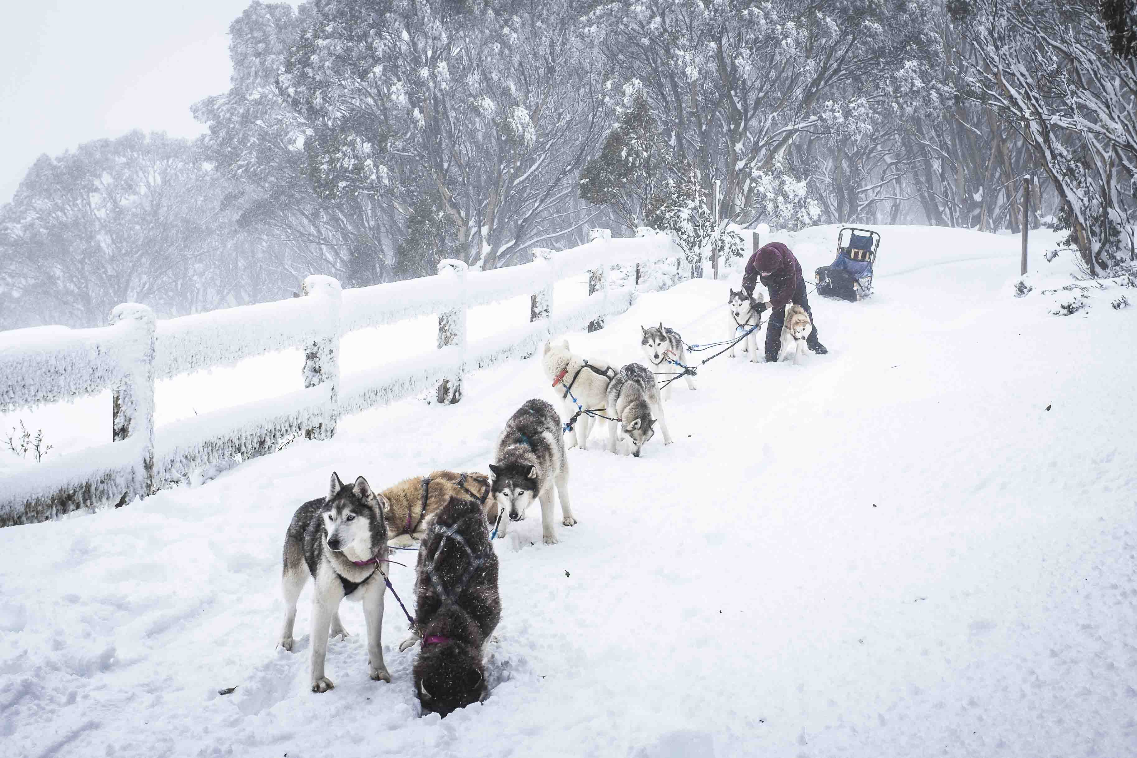 the Arctic, how about husky sledding in Australia?