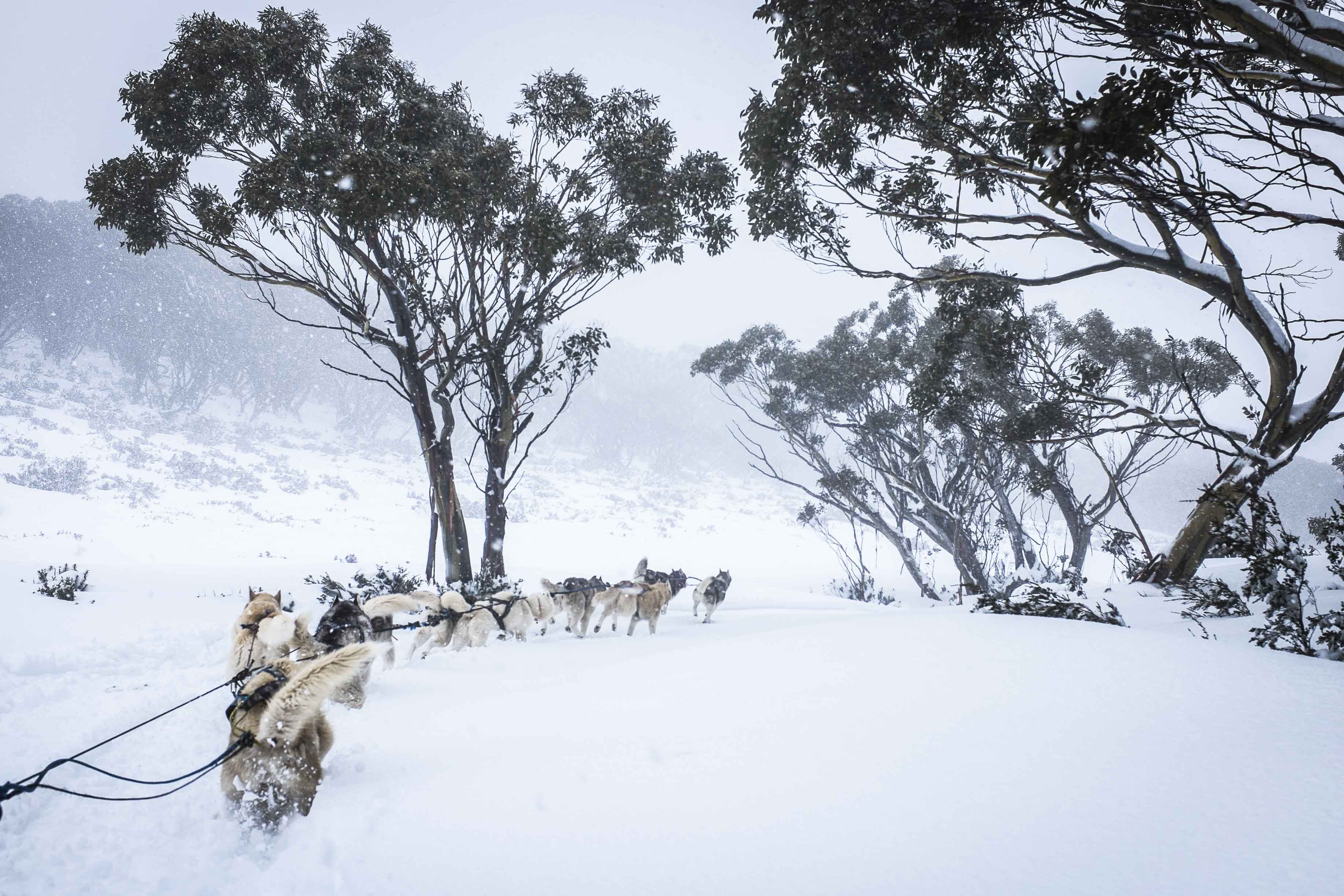 the Arctic, how about husky sledding in Australia?