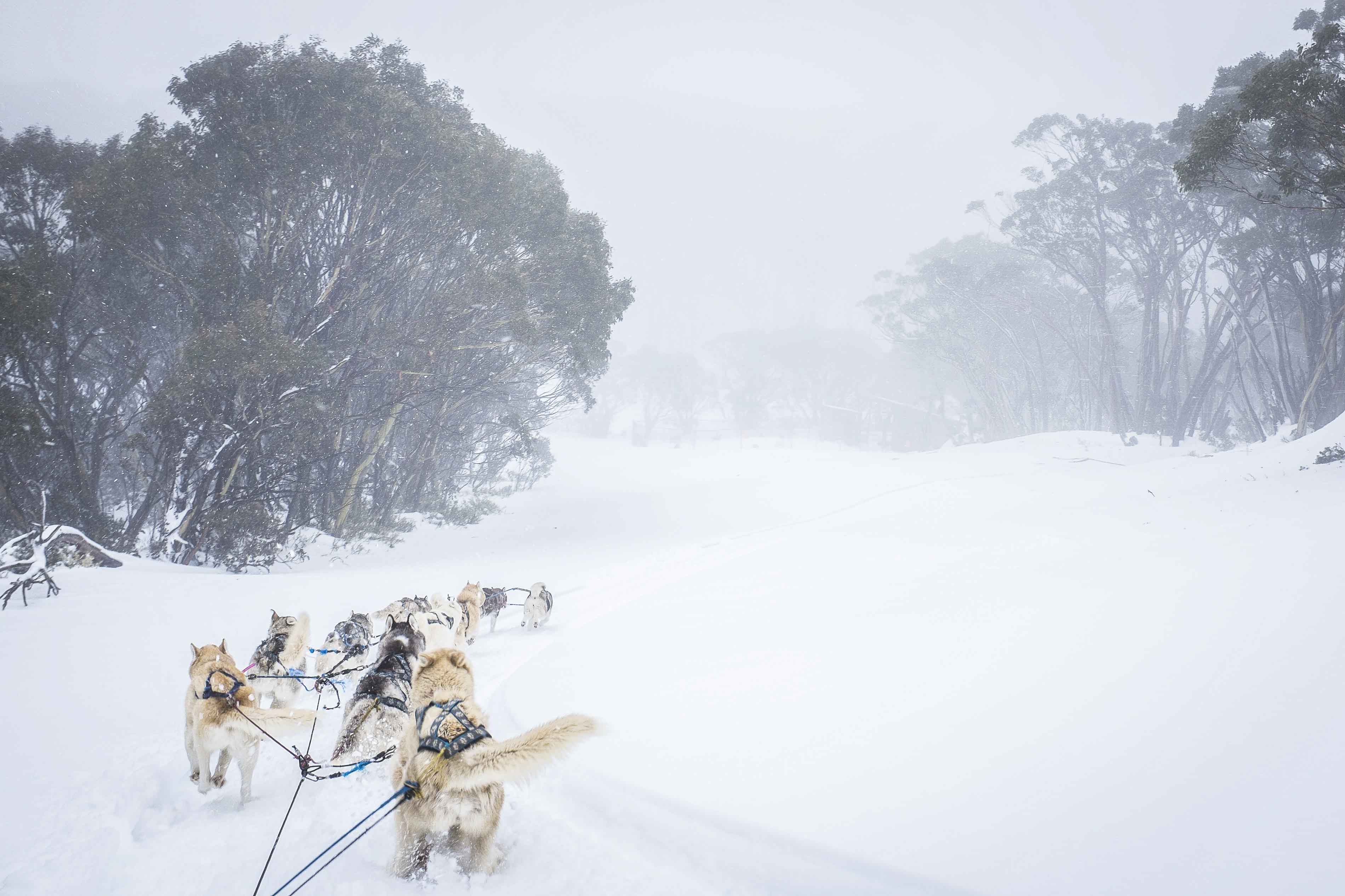 the Arctic, how about husky sledding in Australia?