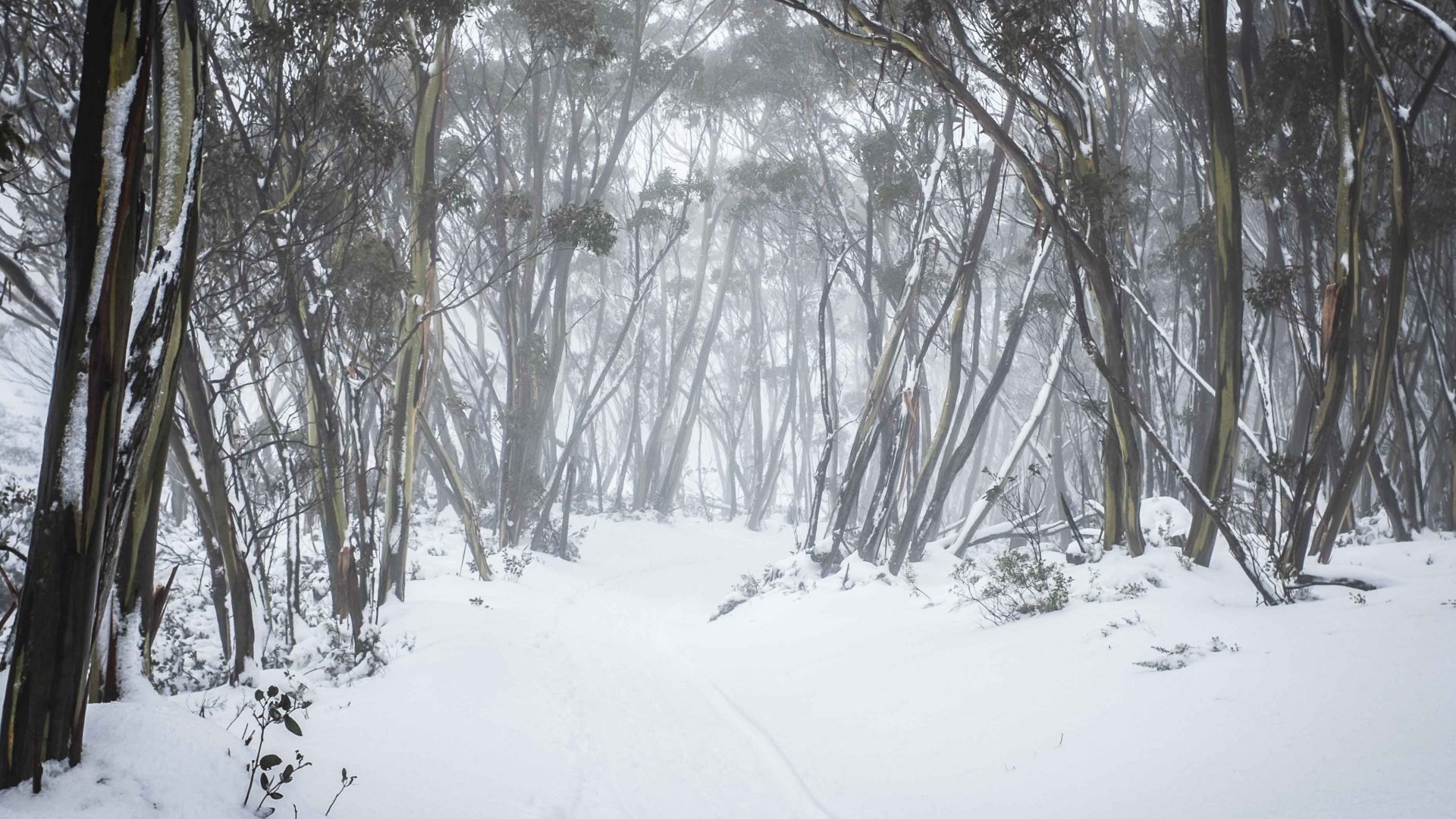 The snow-covered surrounds of Mount Baw Baw, Victoria, Australia.