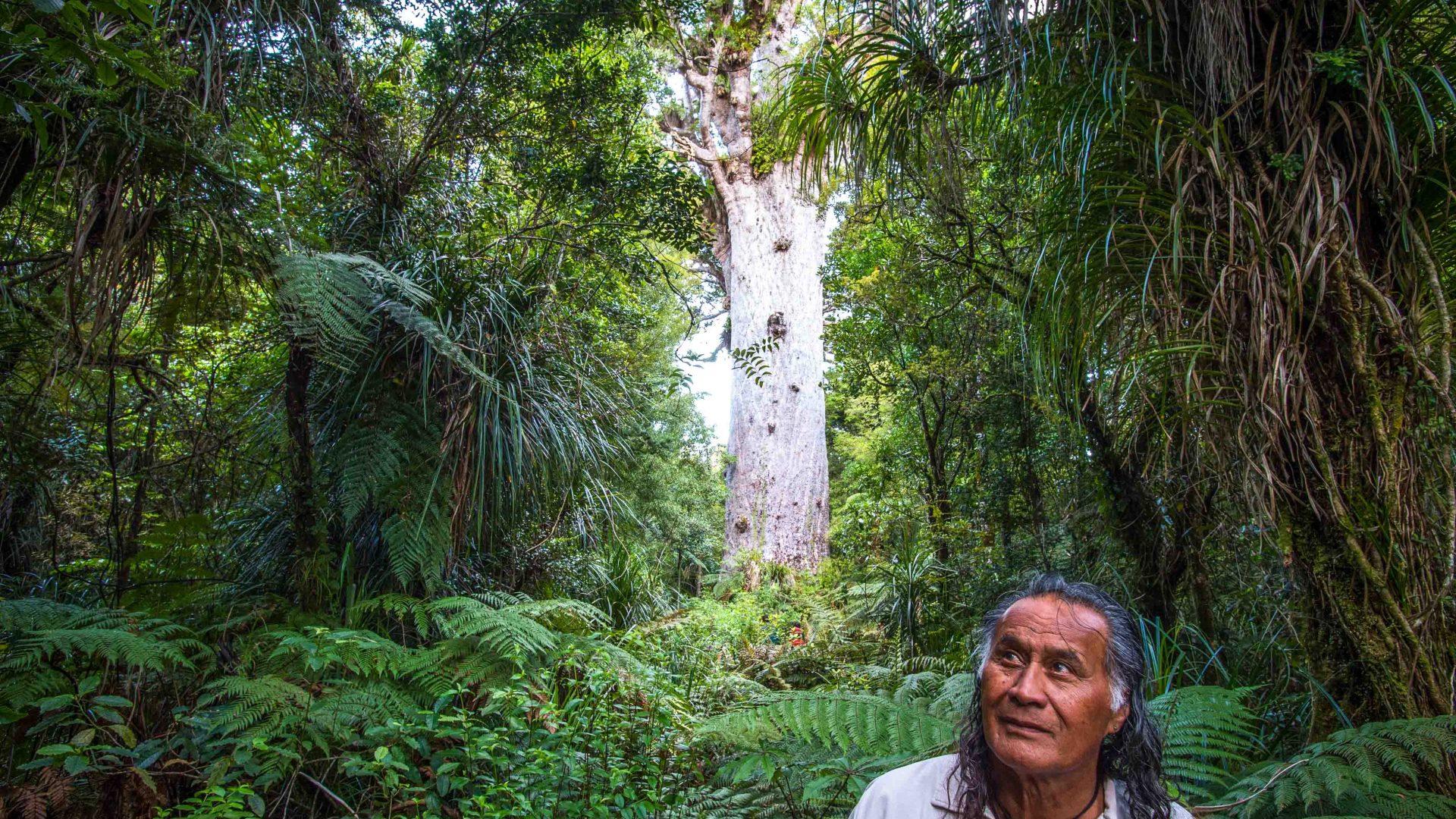 Adventures 2018: A Maori guide treks through the Waipoua Forest, home to Tana Mahuta, the largest living tree in New Zealand.