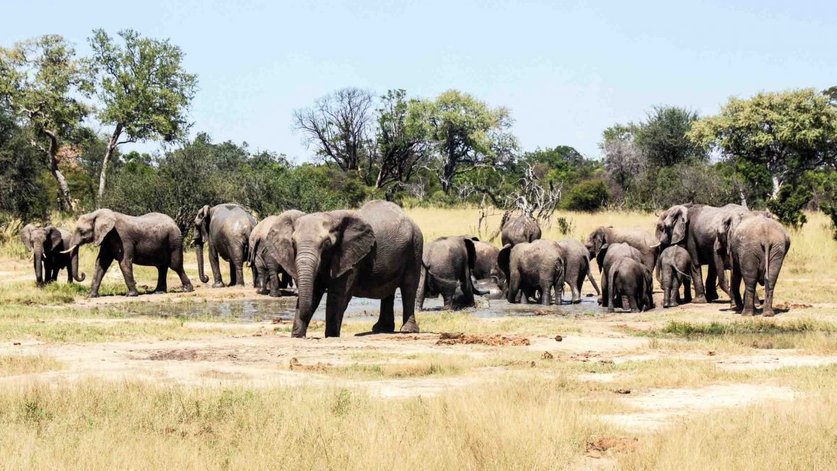 Roaring ahead: Is this park Malawi's next Big Five destination ...