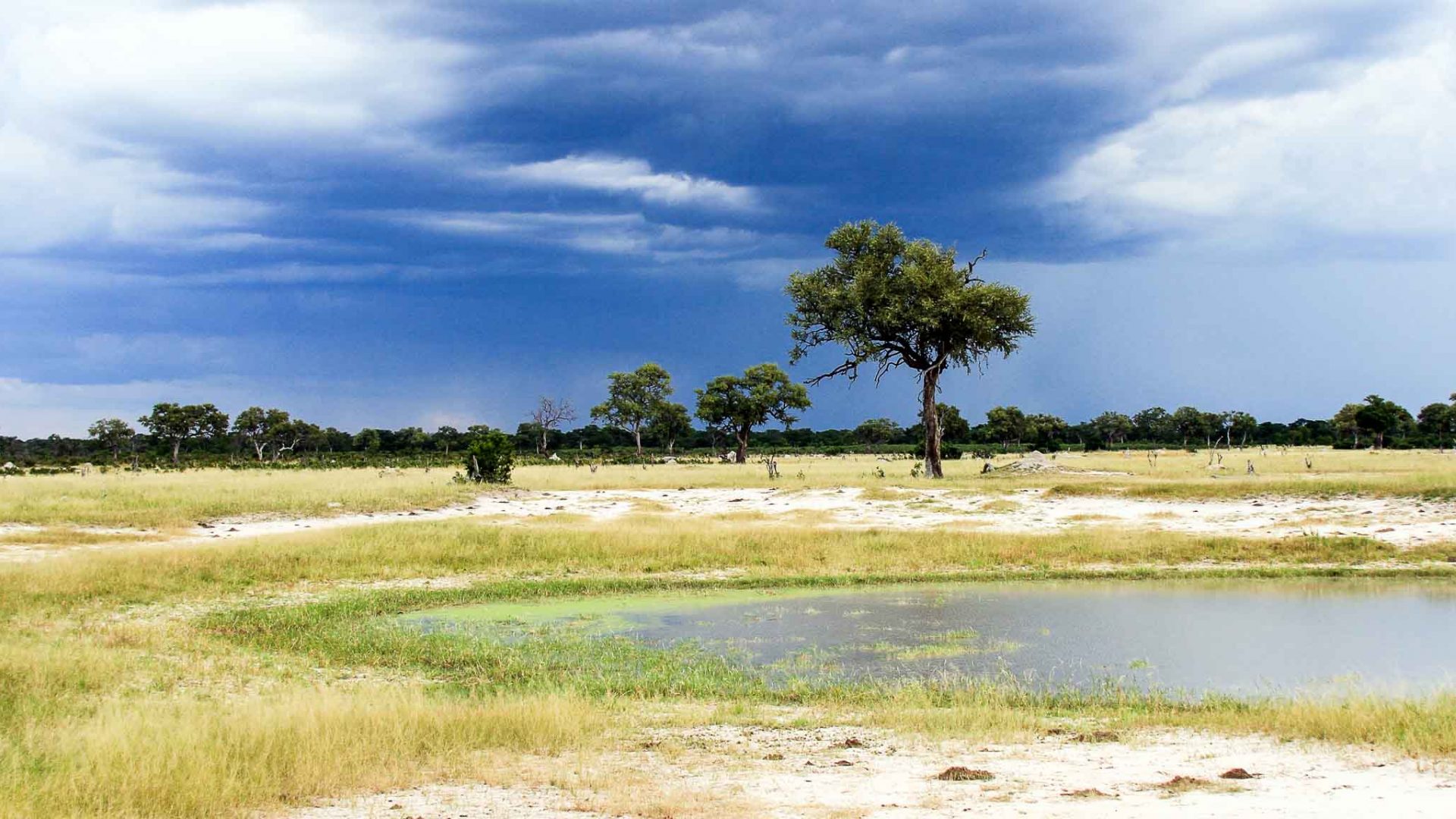 Hwange National Park, Zimbabwe.