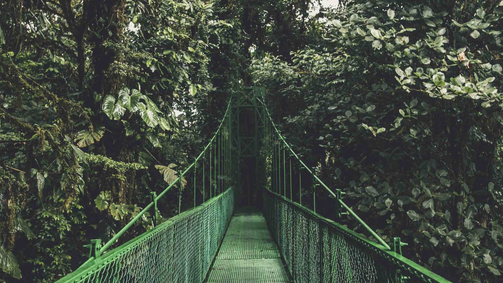 A bridge surrounded by lush green forest in Costa Rica's Monteverde region.