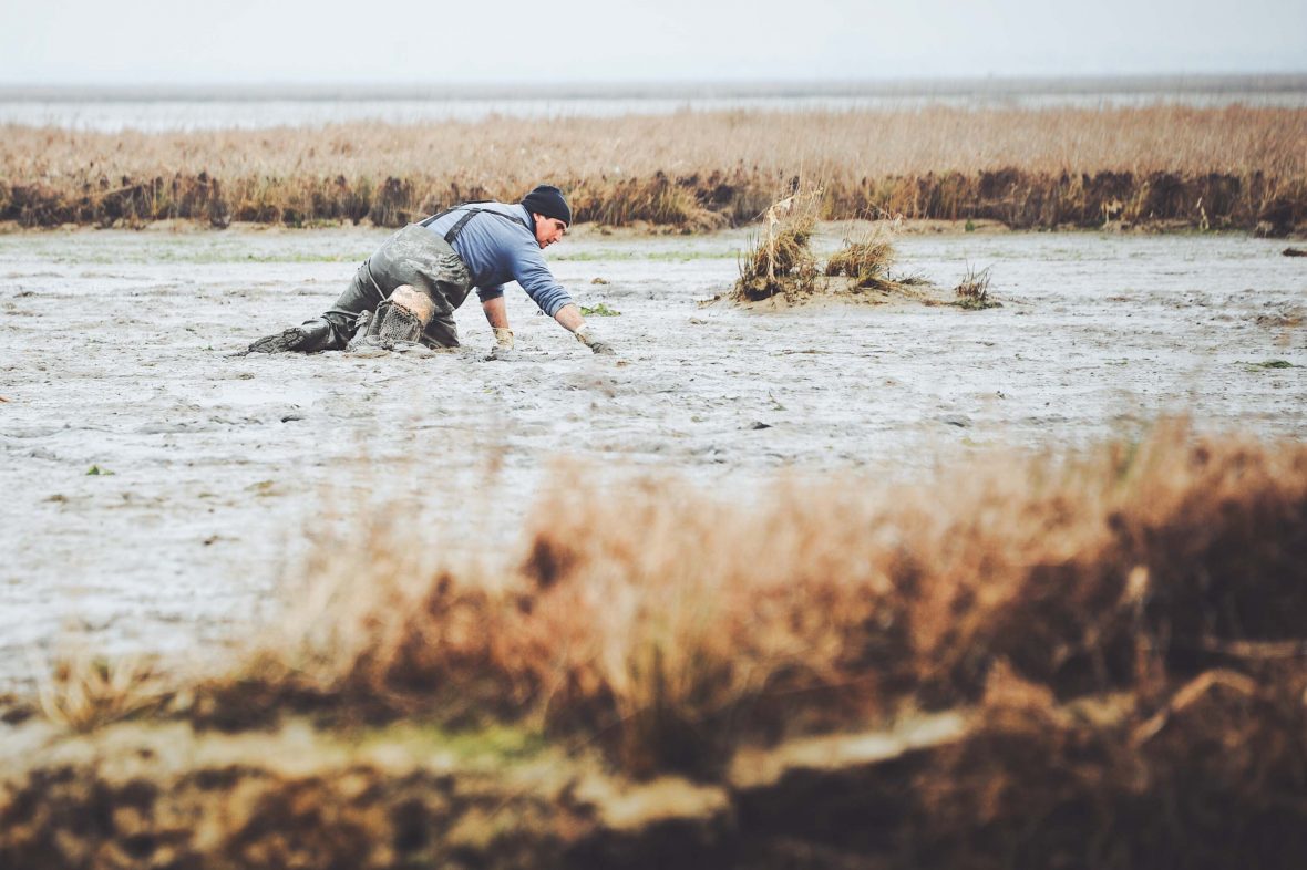 Locals dig for clams while knee-deep in mud in the lagoon surrounding Venice, Italy.