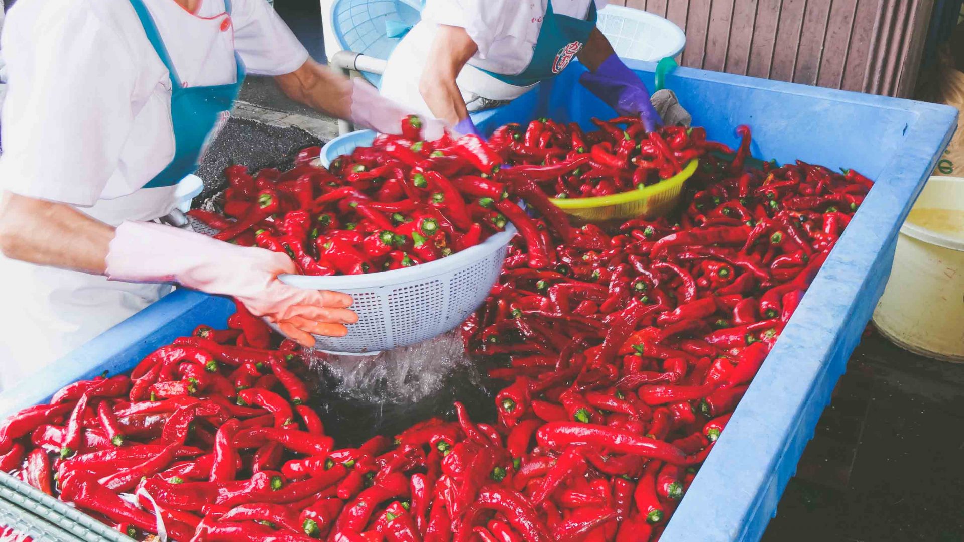 The chillies are salted at the Kanzuri factory in Niigata, Japan.