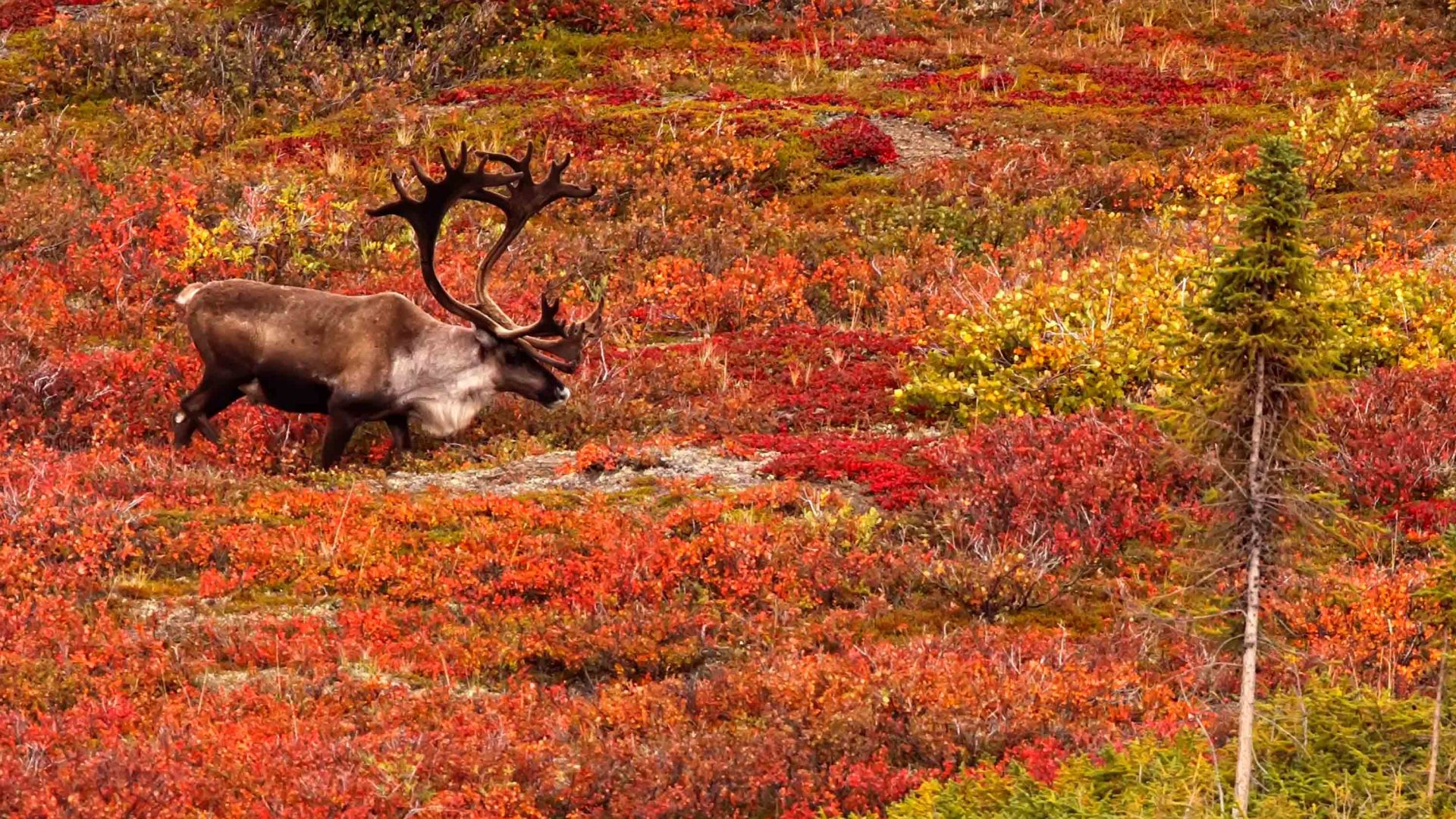 A caribou crosses Dempster Highway during autumn in the Yukon.